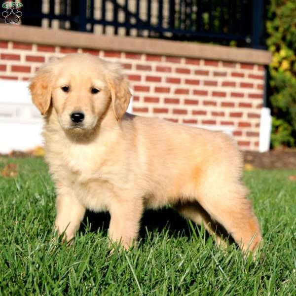 Esther, Golden Retriever Puppy