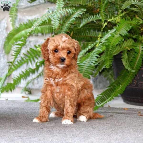 Esther, Cockapoo Puppy