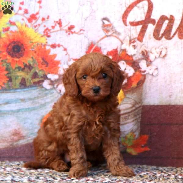 Esther, Mini Goldendoodle Puppy