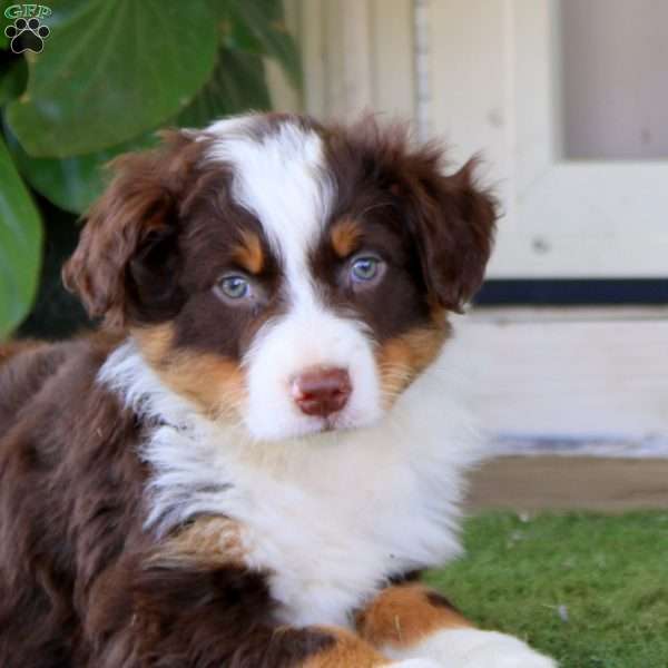 Ethan, Australian Shepherd Puppy