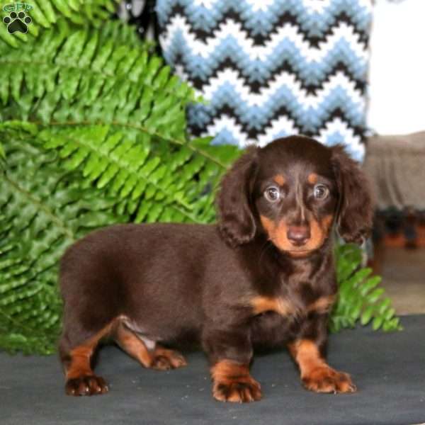 Ethan, Dachshund Puppy