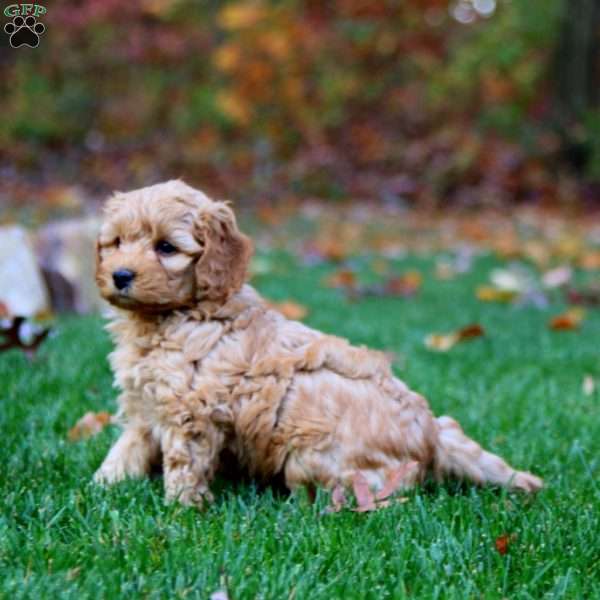 Ethan, Cockapoo Puppy