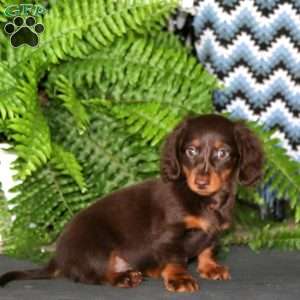 Ethan, Dachshund Puppy