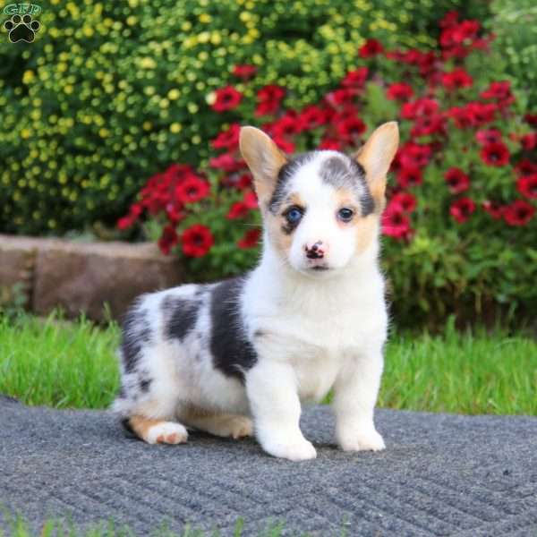 Eva, Pembroke Welsh Corgi Puppy