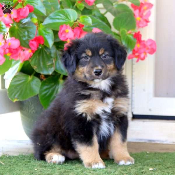 Eva, Australian Shepherd Puppy