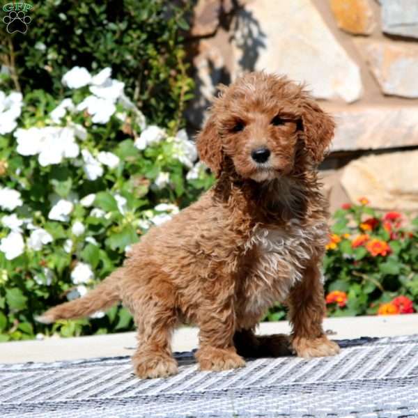 Eva, Goldendoodle Puppy