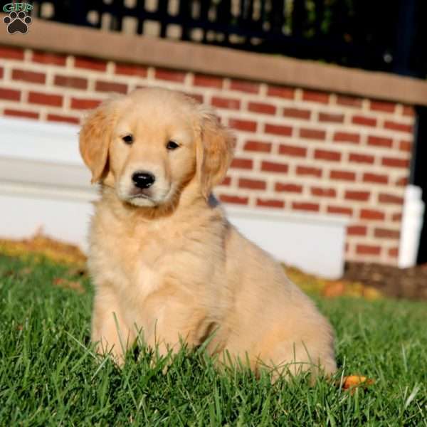 Eva, Golden Retriever Puppy