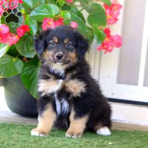 Eva, Australian Shepherd Puppy