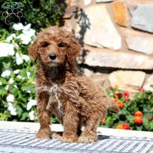 Eva, Goldendoodle Puppy