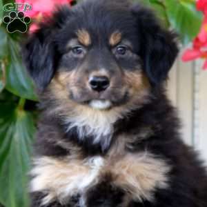 Eva, Australian Shepherd Puppy