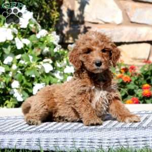 Eva, Goldendoodle Puppy