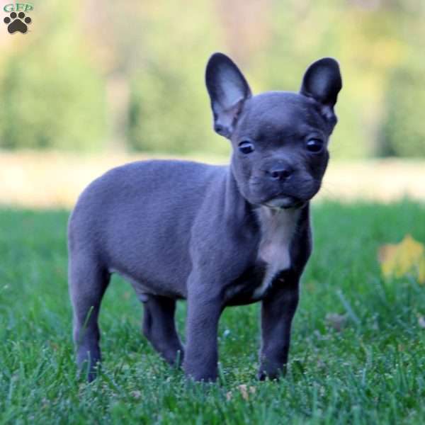 Evan, Frenchton Puppy