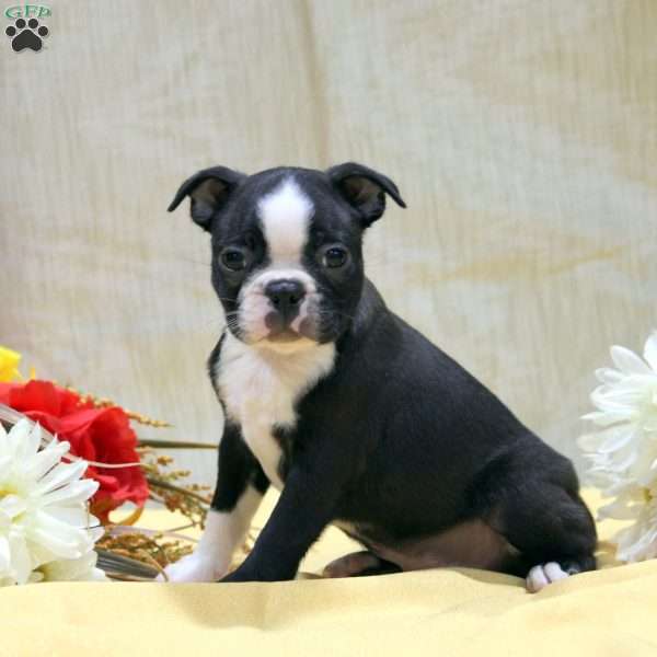 Evan, Boston Terrier Puppy