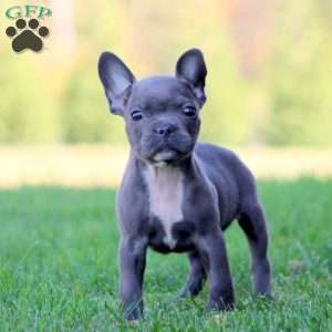 Evan, Frenchton Puppy