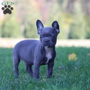 Evan, Frenchton Puppy