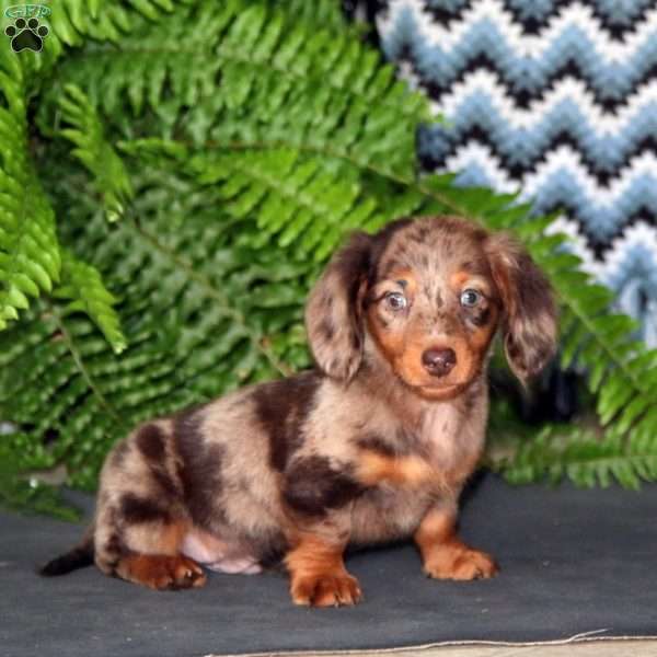 Evan, Dachshund Puppy