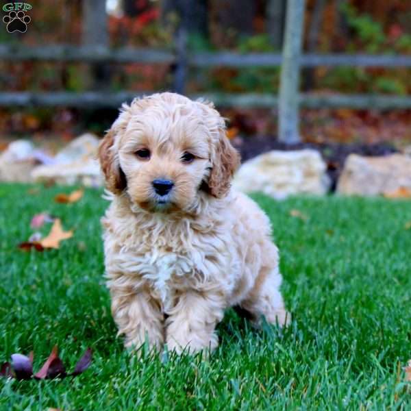 Evan, Cockapoo Puppy