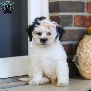 Teddy Bear Puppies for Sale Greenfield Puppies