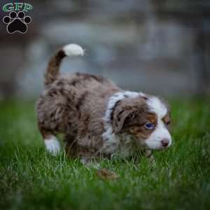 Everest, Mini Bernedoodle Puppy