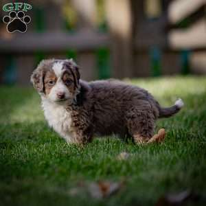 Everest, Mini Bernedoodle Puppy