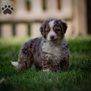 Everest, Mini Bernedoodle Puppy