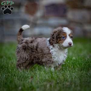 Everest, Mini Bernedoodle Puppy