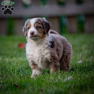 Everest, Mini Bernedoodle Puppy