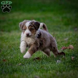 Everest, Mini Bernedoodle Puppy