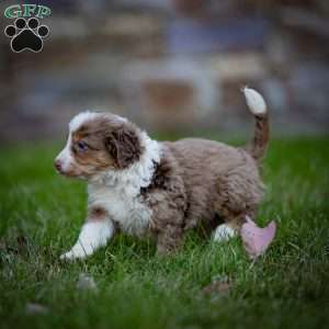 Everest, Mini Bernedoodle Puppy