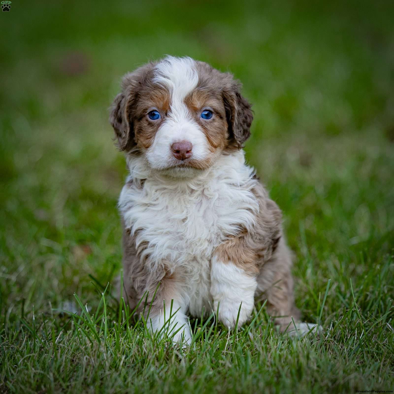 Everest Mini Bernedoodle Puppy For Sale in Pennsylvania