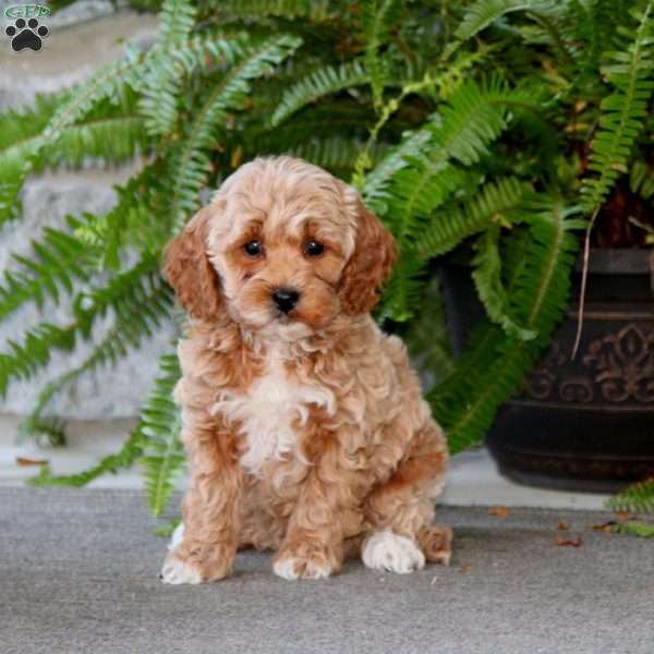 Everest, Cockapoo Puppy