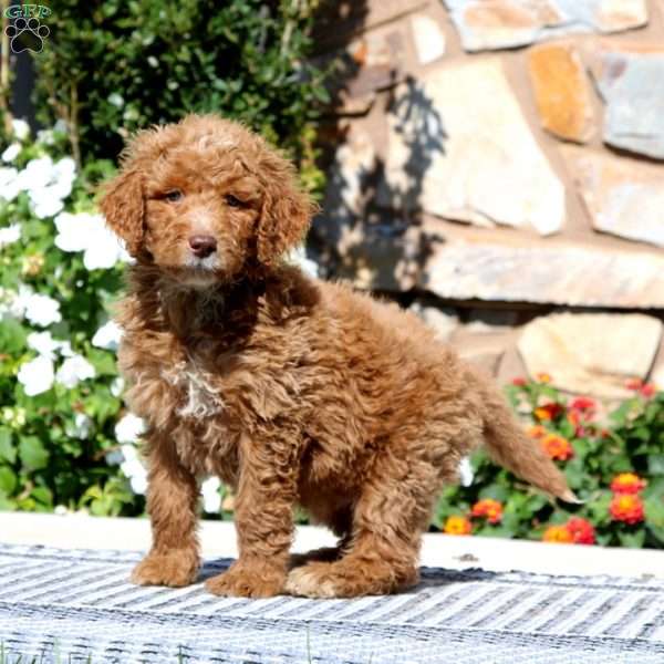 Everest, Goldendoodle Puppy