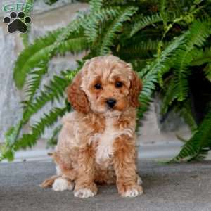 Everest, Cockapoo Puppy