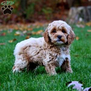 Everest, Cockapoo Puppy