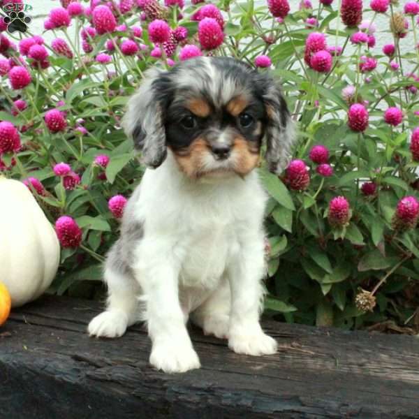 Everett, Cavalier King Charles Spaniel Puppy