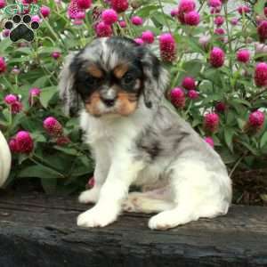 Everett, Cavalier King Charles Spaniel Puppy