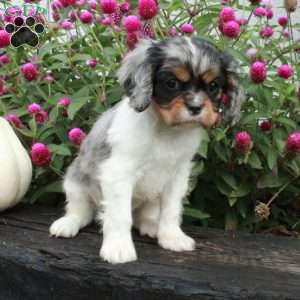 Everett, Cavalier King Charles Spaniel Puppy