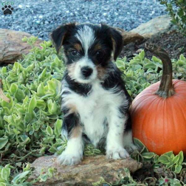 Evie, Yorkie Puppy