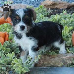 Evie, Yorkie Puppy