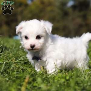 Ezra, Maltese Puppy