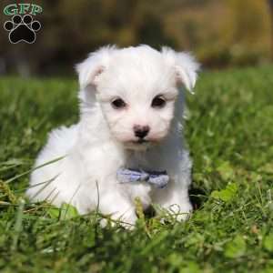 Ezra, Maltese Puppy