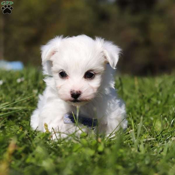 Ezra, Maltese Puppy