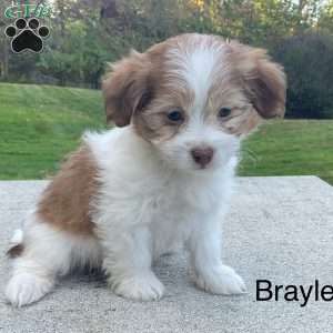 Braylee, Havanese Puppy