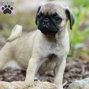 Cody, Pug Puppy