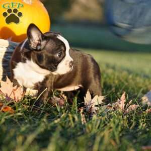 Mavis, Boston Terrier Puppy