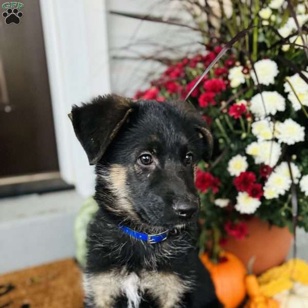 Toby, German Shepherd Puppy