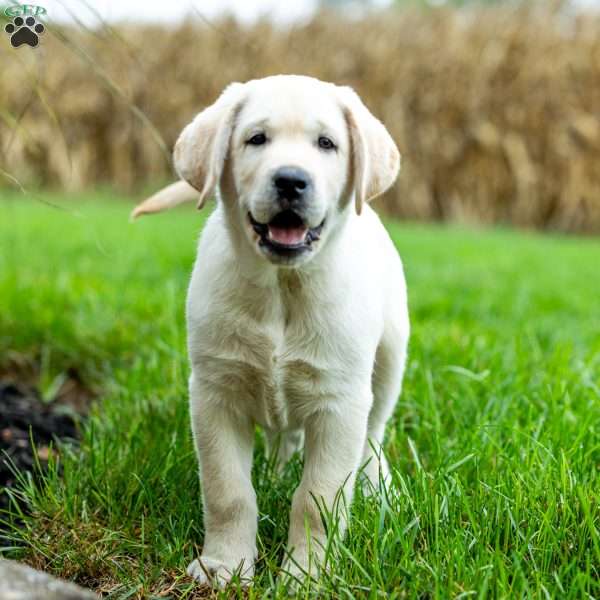 ROYAL, Yellow Labrador Retriever Puppy