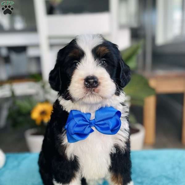 Jake, Bernedoodle Puppy