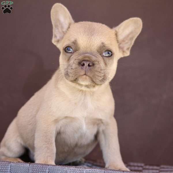 Clarence, French Bulldog Puppy