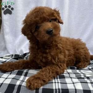 Harley, Toy Poodle Puppy